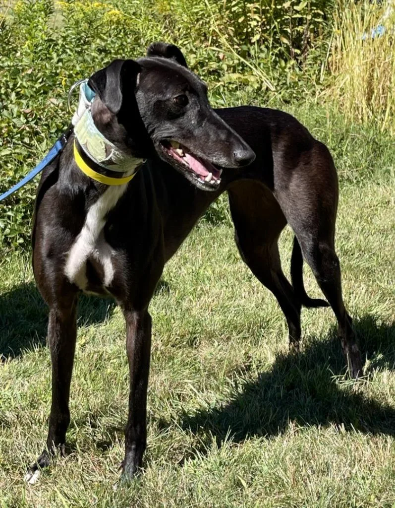 An adult large-sized female Greyhound dog named Violet for adoption in Hopkinton, MA