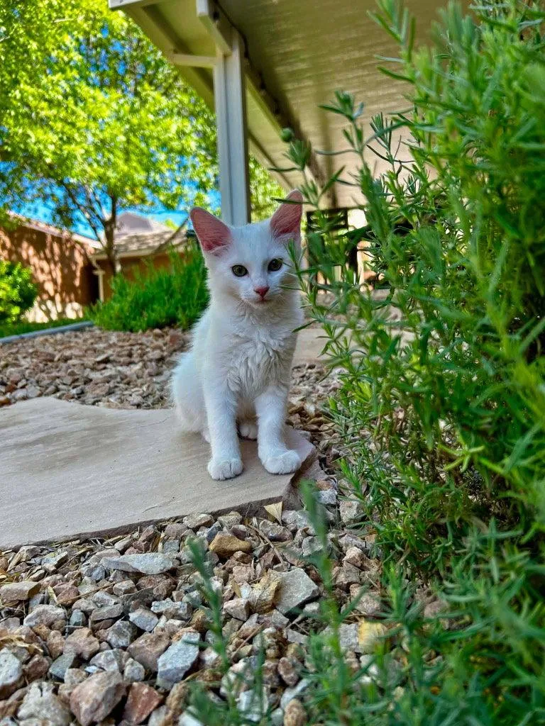 A baby small-sized male White Domestic Long Hair cat named Lou for adoption in Saint George, UT