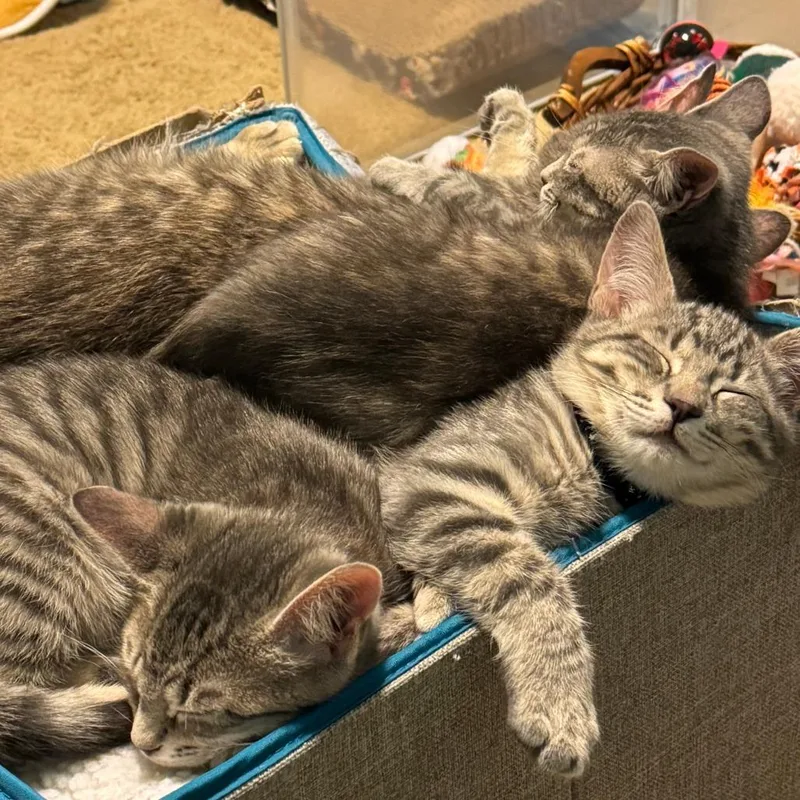 S&t: Tiny thumbnail 3