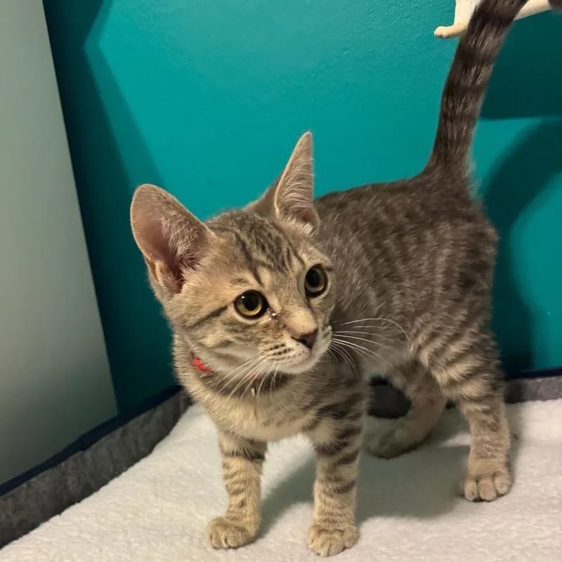 S&t: Tiny thumbnail 5