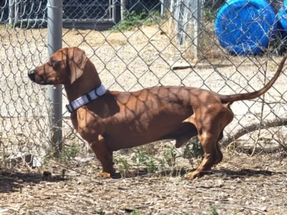 An adult small-sized male Dachshund dog named Jimmy Dean for adoption in Santa Fe, NM