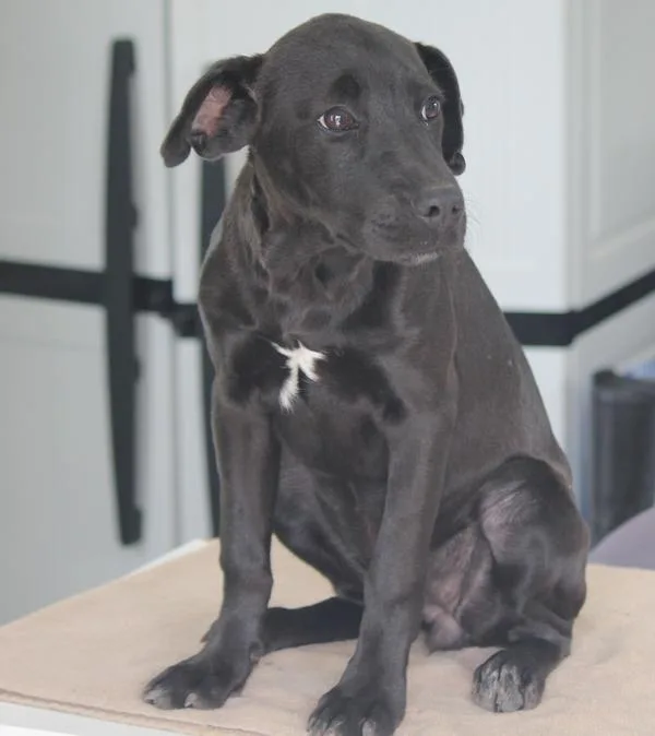 A baby small-sized female Hound dog named Miracle for adoption in Cleveland, TN