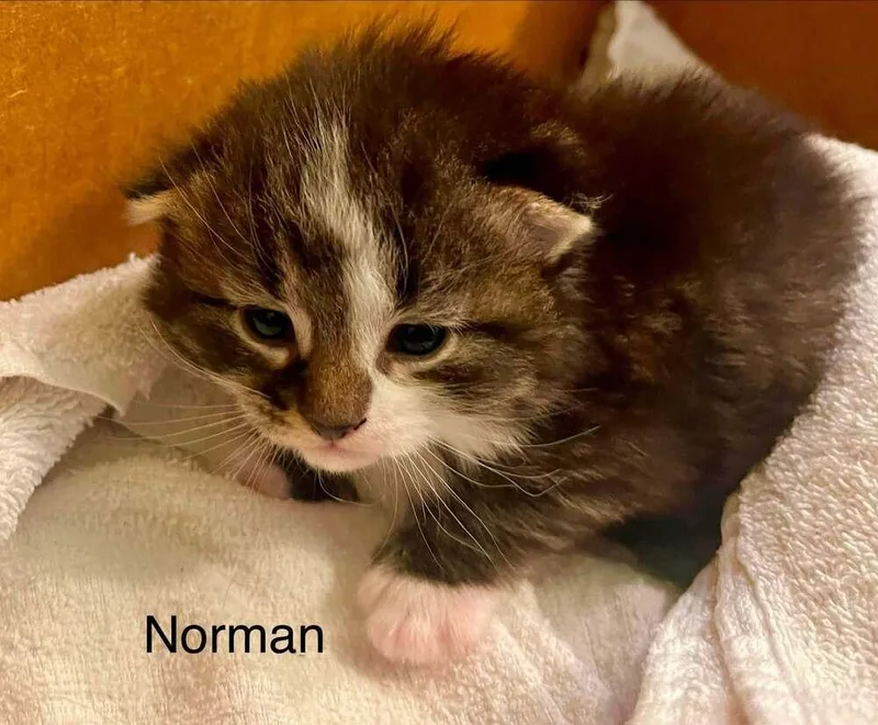 Norman
