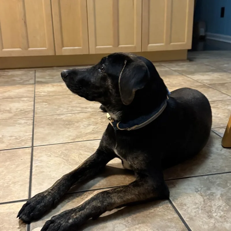 Zucchini thumbnail 2