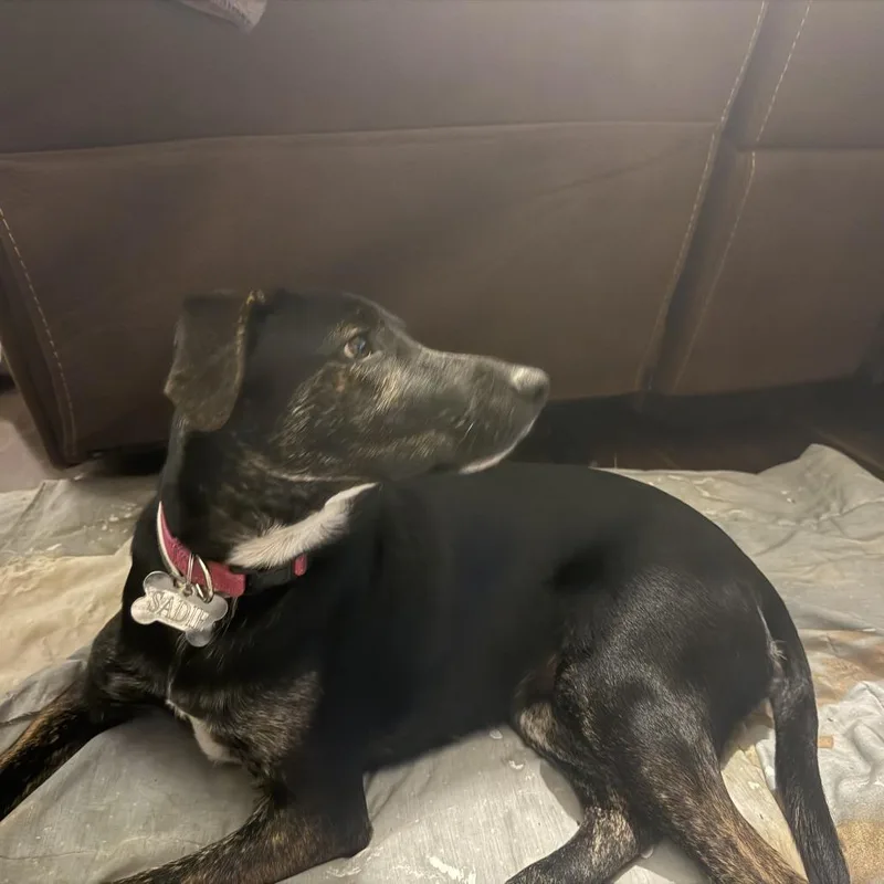 Zucchini thumbnail 3