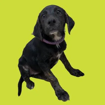 Zucchini thumbnail 4