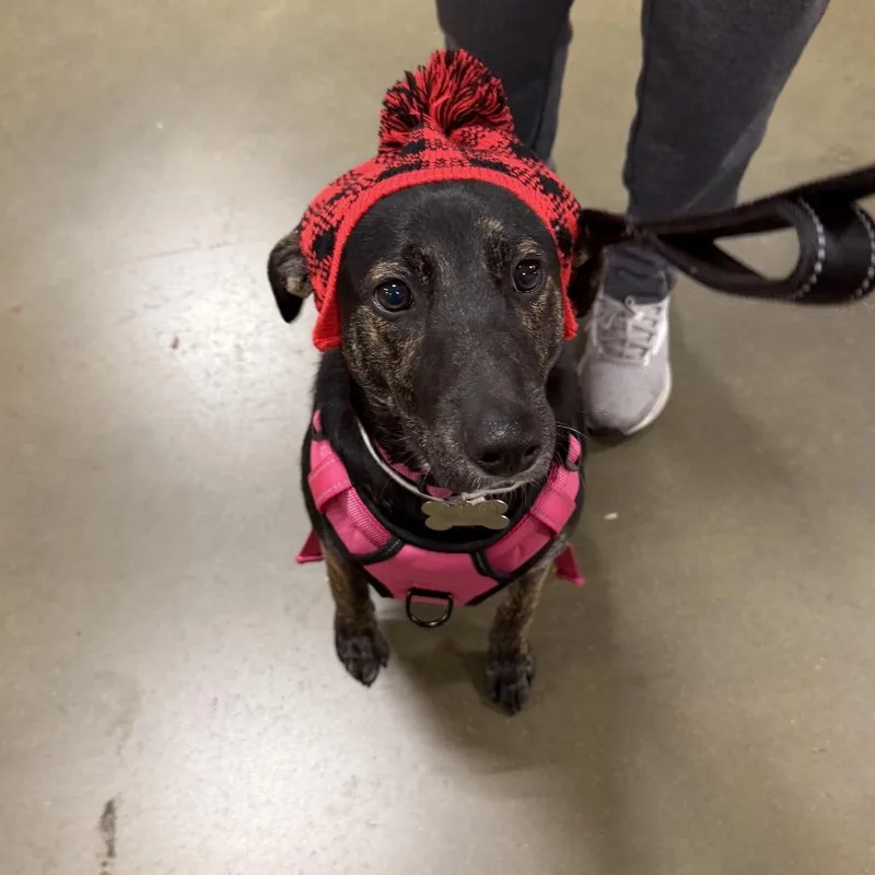 Zucchini thumbnail 5