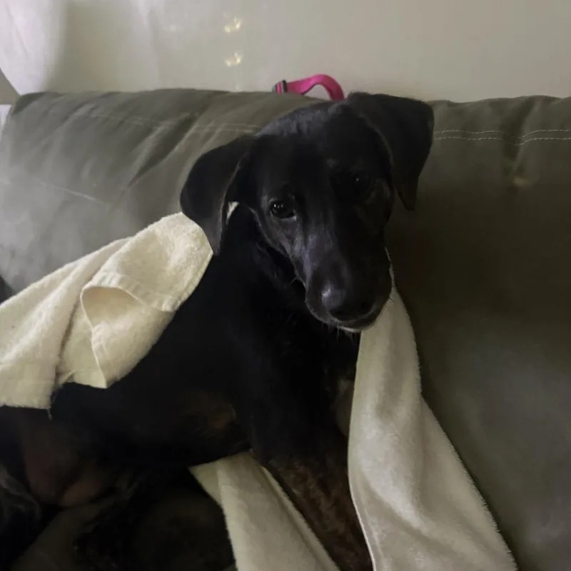 Zucchini thumbnail 6