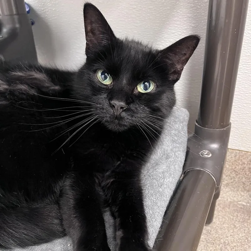 A senior small-sized female Black Domestic Short Hair cat named Bb for adoption in Arlington Heights, IL