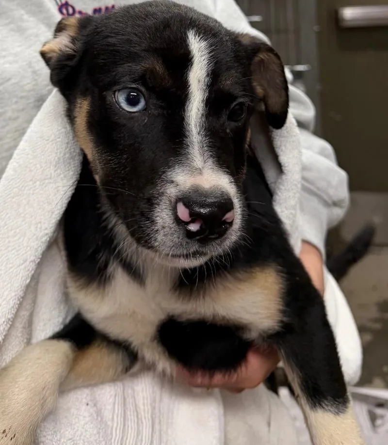 A baby medium-sized female Terrier dog named Monica for adoption in Hopkinsville, KY
