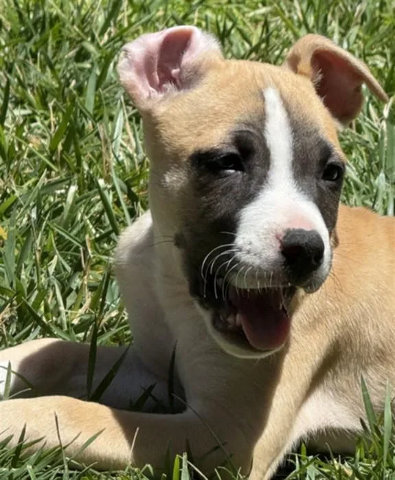 A baby small-sized male Pit Bull Terrier dog named Rupaul for adoption in Santa Cruz, CA