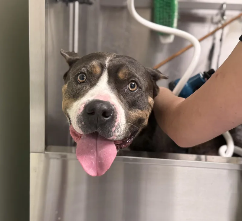 An adult large-sized female Gray / Blue / Silver American Staffordshire Terrier dog named Tinker Belle for adoption in Milford, CT