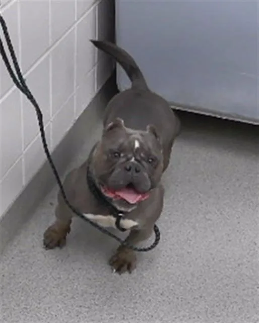 An adult medium-sized female English Bulldog dog named Pebble for adoption in Omaha, NE