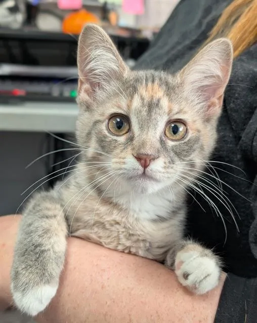 A baby small-sized female Domestic Short Hair cat named Jess for adoption in Canfield, OH