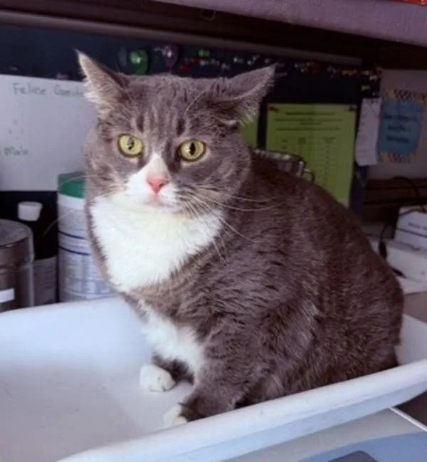 An adult small-sized female Domestic Short Hair cat named Stinkerbell for adoption in Salt Lake City, UT