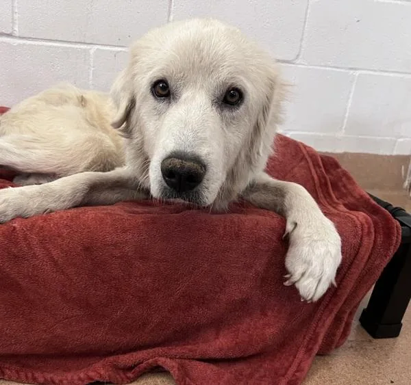 An adult large-sized female Great Pyrenees dog named Gigi for adoption in San Diego, CA