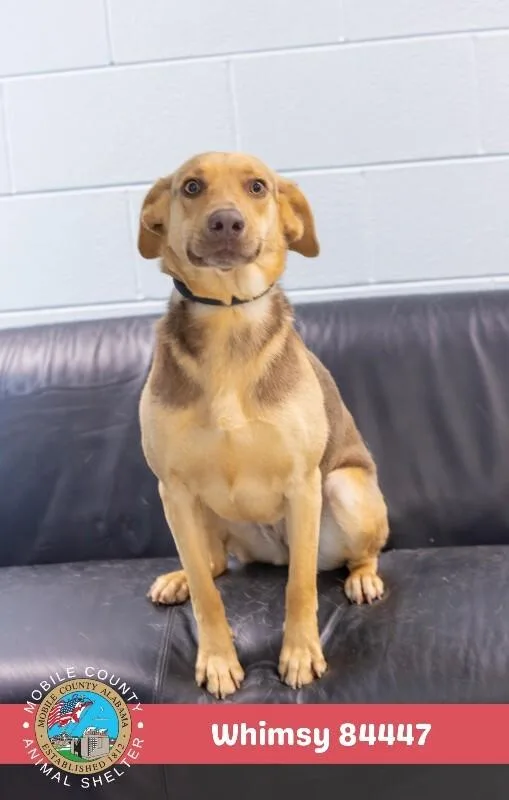 An adult medium-sized female Yellow / Tan / Blond / Fawn German Shepherd Dog dog named Whimsy for adoption in Mobile, AL
