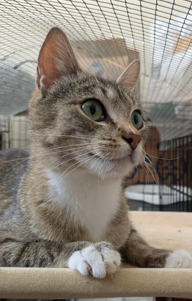 A young medium-sized female Domestic Short Hair cat named Squeakers for adoption in Ogden, UT