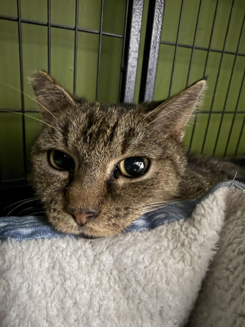 A senior medium-sized female Tabby (Brown / Chocolate) Domestic Short Hair cat named Daffodil for adoption in Orleans, VT