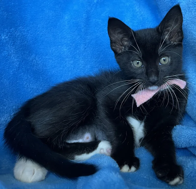 A young medium-sized female Domestic Medium Hair cat named Roxy for adoption in Hood RIver, OR