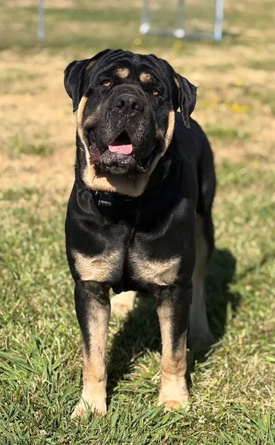 A young extra large-sized male Cane Corso dog named Cartier for adoption in Fairfield, CA