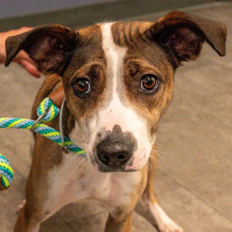 A young small-sized female Sable Mixed Breed dog named Angel Avail  at for adoption in Kennebunk, ME