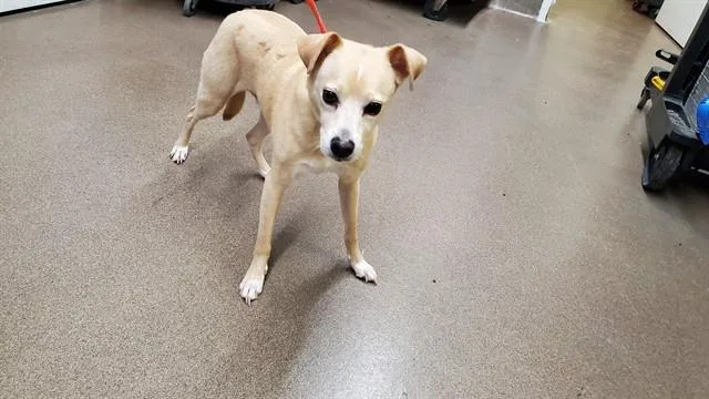 A senior medium-sized male Labrador Retriever dog named Kokoy for adoption in Aurora, IL