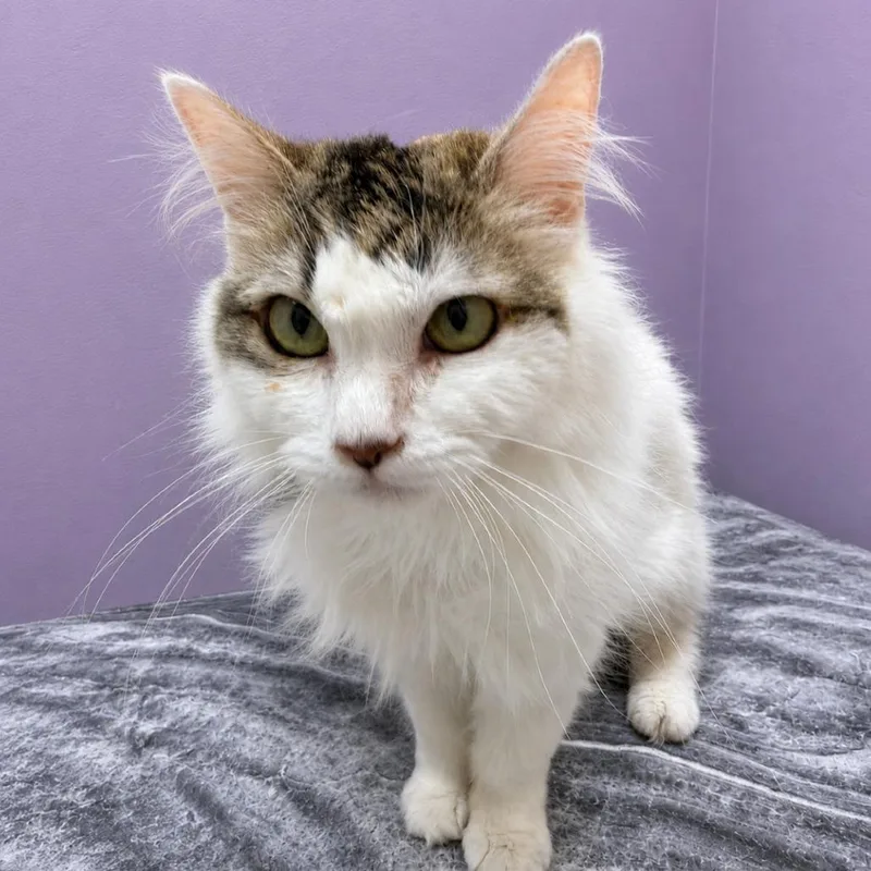An adult small-sized female Brown / Chocolate Domestic Long Hair cat named Diona for adoption in Hemet, CA