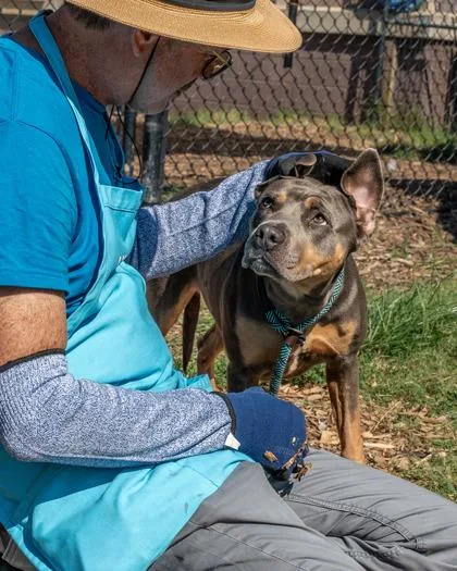 An adult large-sized female Mixed Breed dog named Truth for adoption in Chamblee, GA
