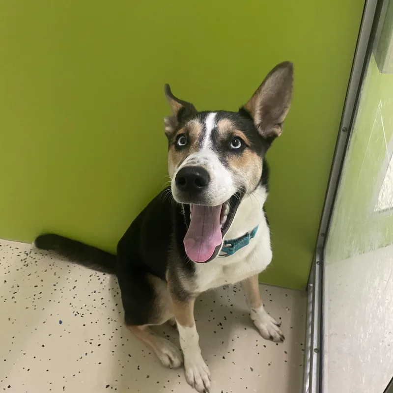 A young medium-sized male Husky dog named Thor for adoption in Southold, NY