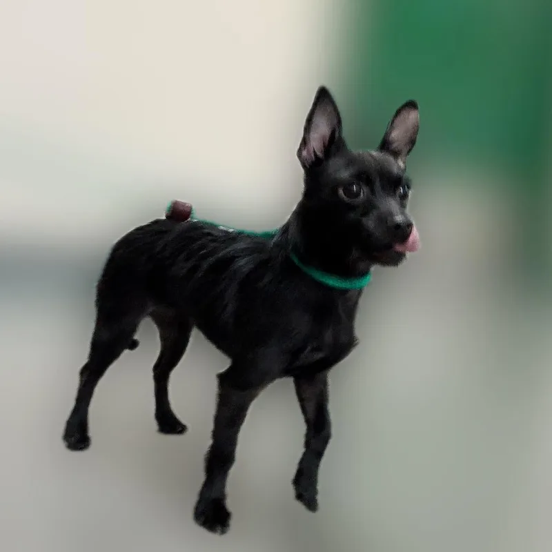 Florence thumbnail 2