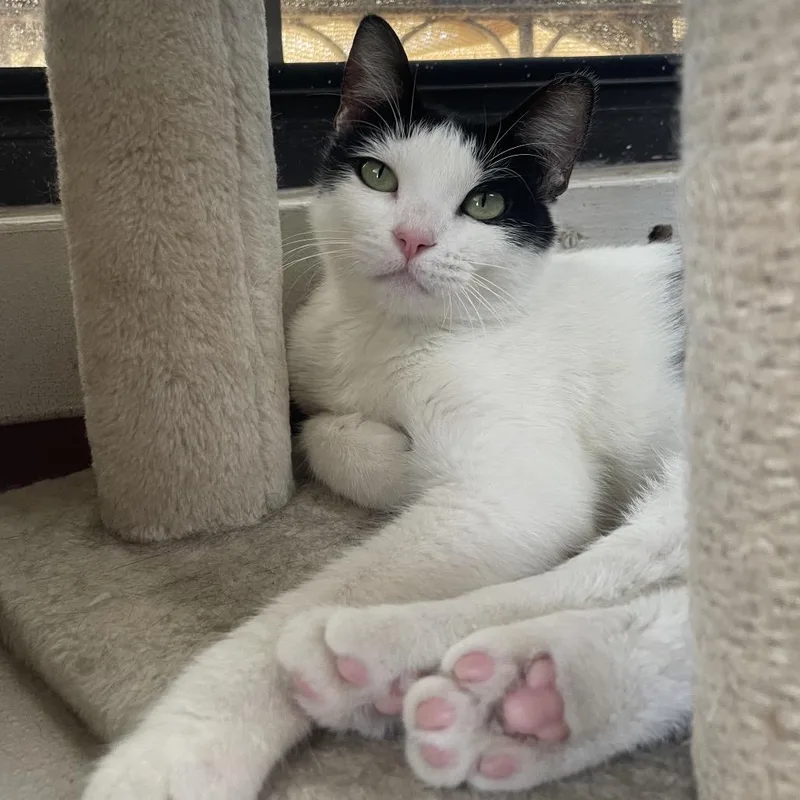 A young medium-sized female White Domestic Short Hair cat named Lilo for adoption in Laredo, TX