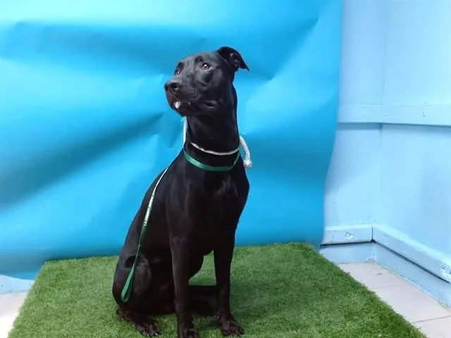 A young large-sized male German Shepherd Dog dog named Buckley for adoption in Gardena, CA