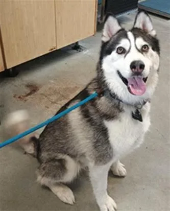 An adult large-sized male Husky dog named Oreo for adoption in Camarillo, CA