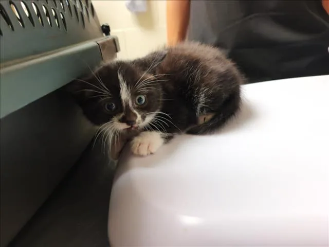 A baby small-sized male Domestic Short Hair cat named Crookshanks for adoption in Chapel Hill, NC