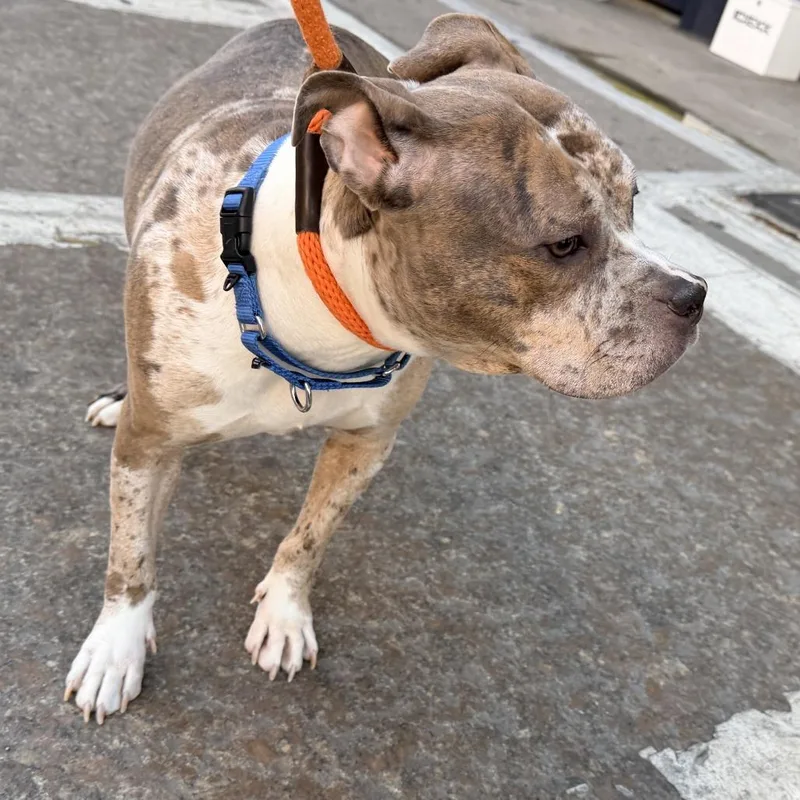 An adult medium-sized female White / Cream Mixed Breed dog named Empress for adoption in New York, NY