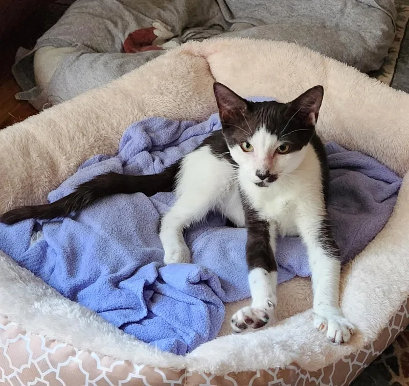 A baby medium-sized male Black & White / Tuxedo Tuxedo cat named Benny for adoption in Linden, NJ