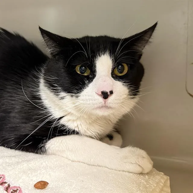 A young large-sized male Domestic Short Hair cat named Reno for adoption in Las Vegas, NV