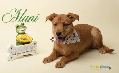 A young small-sized female Fox Terrier dog named Alani for adoption in Fairhope, AL