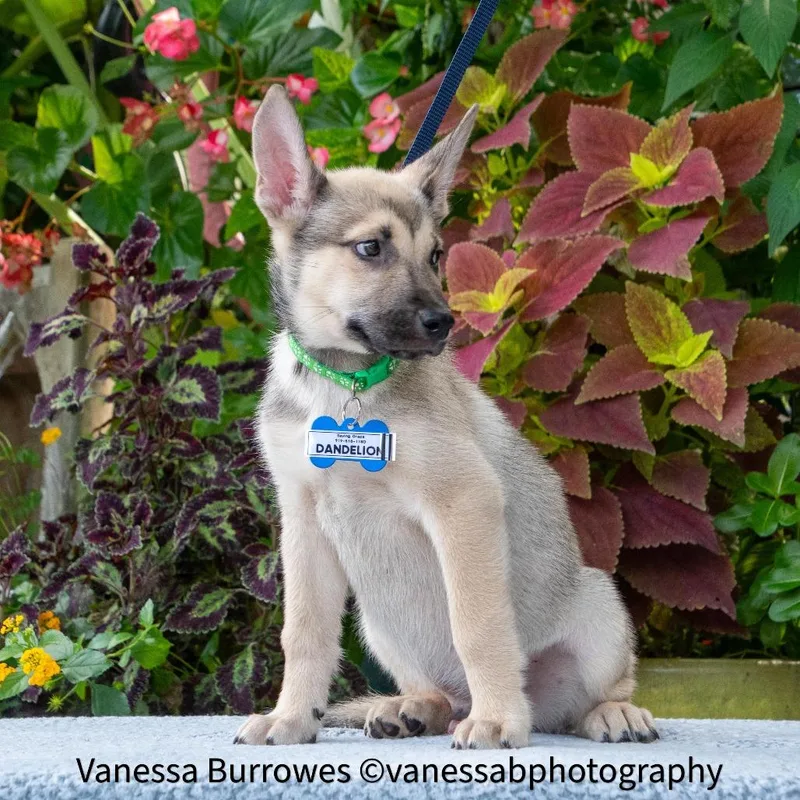A baby small-sized male Yellow / Tan / Blond / Fawn Shepherd dog named Dandelion for adoption in Wake Forest, NC