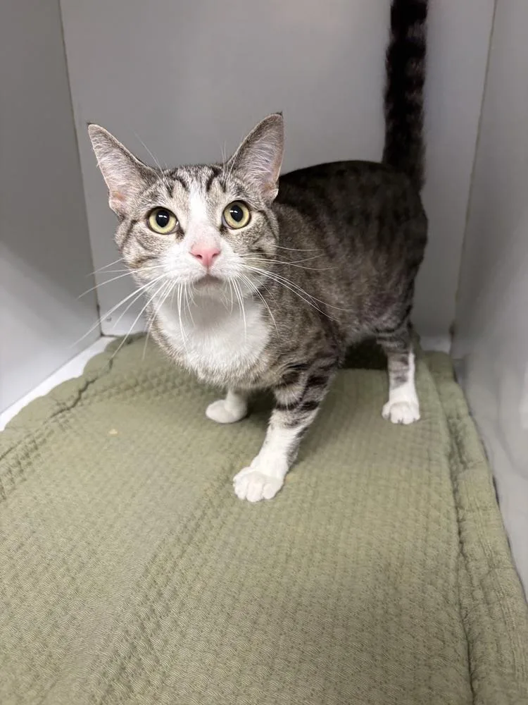 An adult medium-sized male Domestic Short Hair cat named Ian for adoption in Rochester, IN