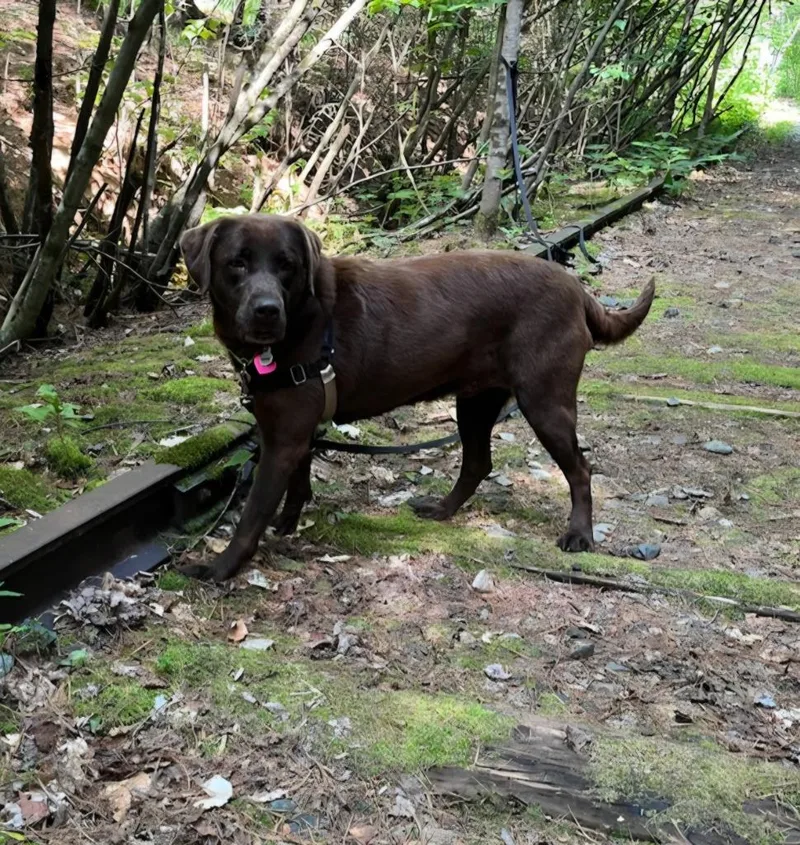 An adult large-sized female Labrador Retriever dog named Nova for adoption in Lunenburg, VT