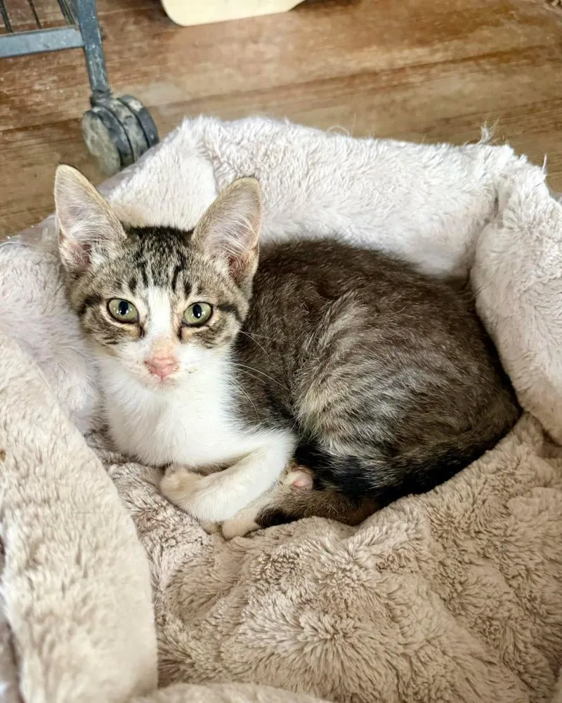 A baby medium-sized male Tabby (Brown / Chocolate) Domestic Short Hair cat named Carl for adoption in Shreveport, LA