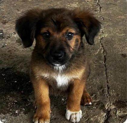 A baby small-sized female Labrador Retriever dog named Brava for adoption in Madison, NJ
