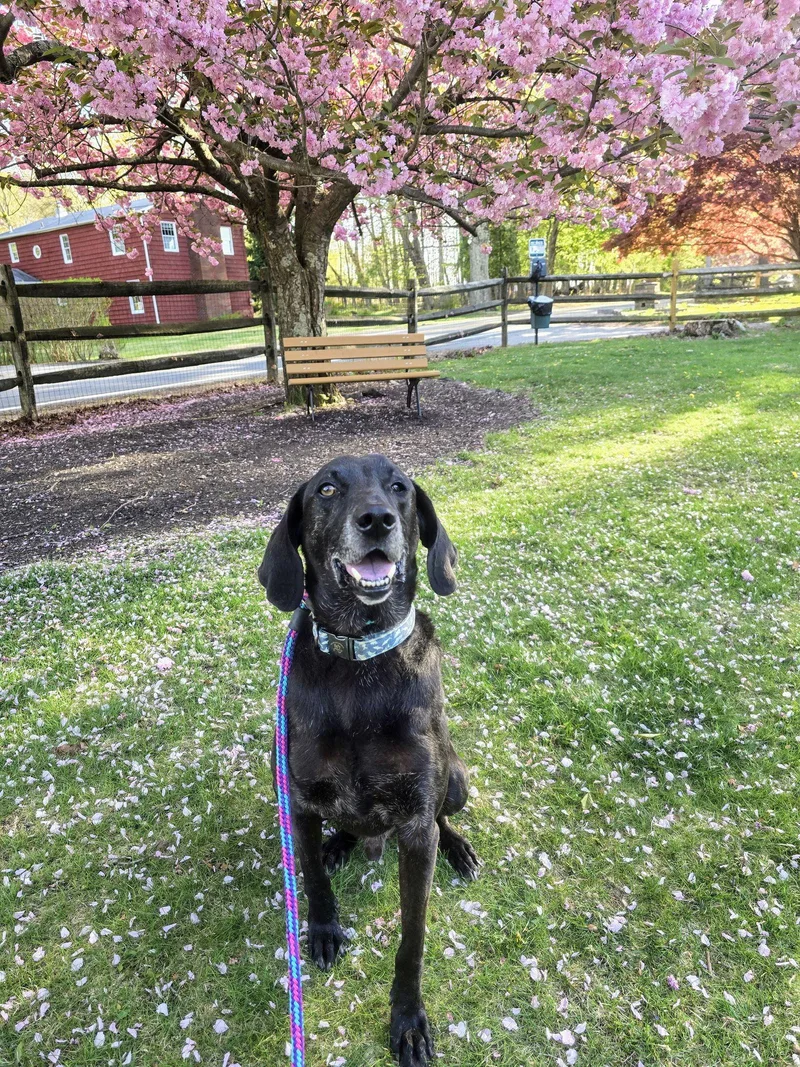 Stanley Martin Steele thumbnail 2