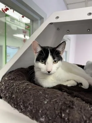 Henrietta thumbnail 3