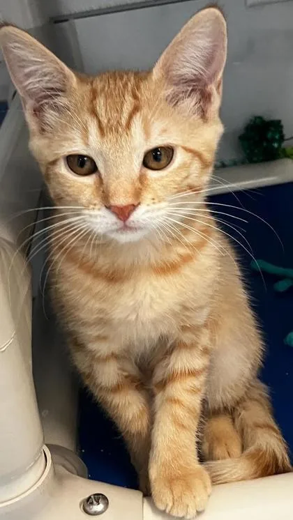 A baby small-sized female Domestic Short Hair cat named Dumpling for adoption in Venice, FL