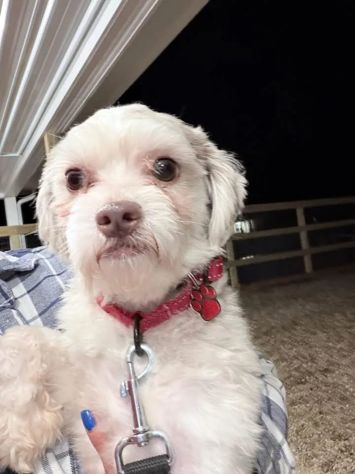 Pj Rusty thumbnail 2