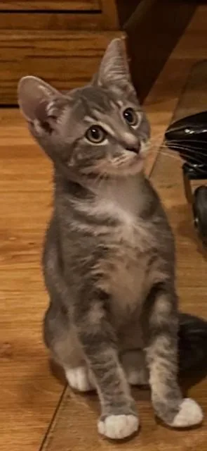 A baby small-sized male Domestic Short Hair cat named Tabby for adoption in San Jose, CA
