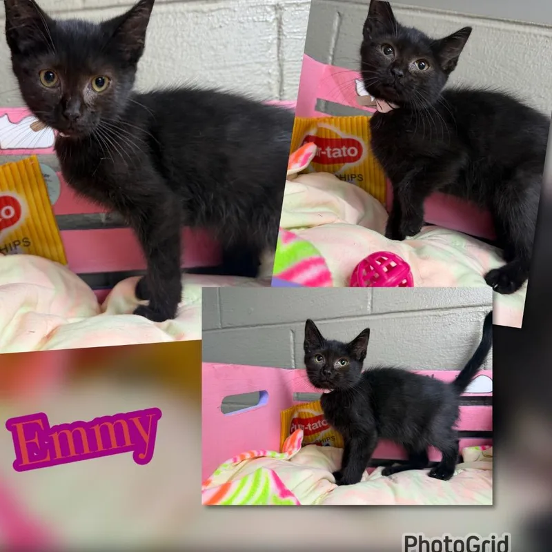 A baby small-sized female Domestic Short Hair cat named Emmy for adoption in Blountville, TN